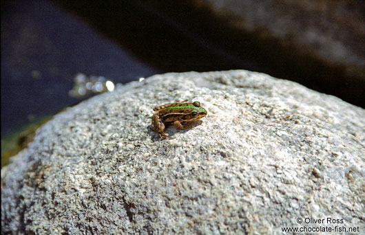 Corsican Frog