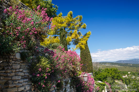 Plants of Provence in Gordes