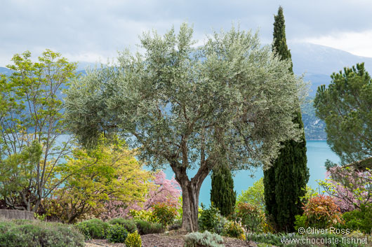 Olive trees grow on the shores of the Lac Sainte Croix