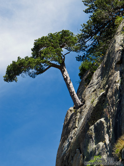 Tree growing on a near vertical rock face