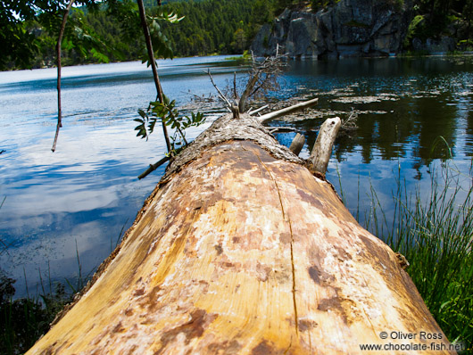 Fallen tree at the Lac Noire