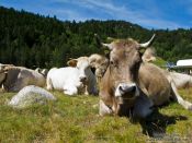 Travel photography:Cow near Coll de Pam, France