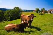 Travel photography:Cows on a pasture in the Allgäu, Germany