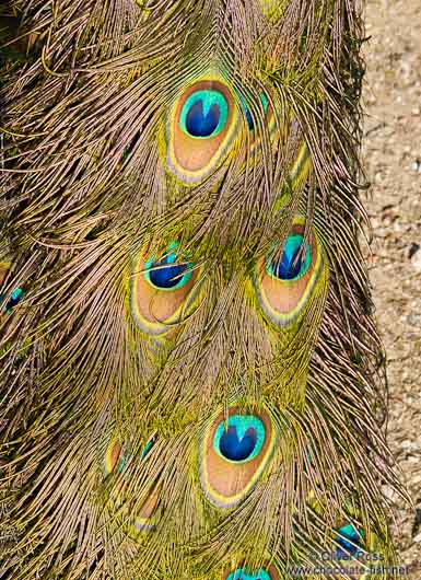 Detail of peacock feathers in the Hamburg Tierpark Hagenbeck zoo