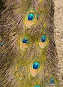Travel photography:Detail of peacock feathers in the Hamburg Tierpark Hagenbeck zoo, Germany