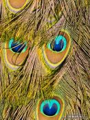 Travel photography:Close-up of peacock feathers in the Hamburg Tierpark Hagenbeck zoo, Germany