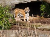 Travel photography:Tiger in the Hamburg Hagenbeck Tierpark zoo, Germany