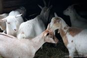 Travel photography:Goats, Germany