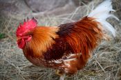 Travel photography:21st century Rooster, Germany