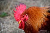 Travel photography:Rooster close-up, Germany