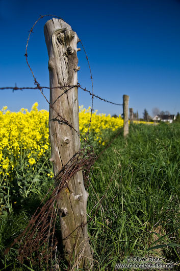 Fence detail with flowering rape plants in the background