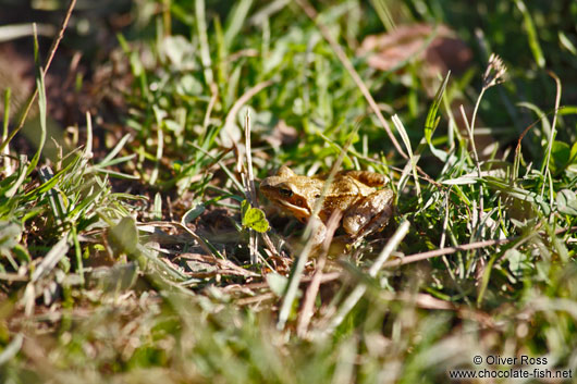 Small frog in Kiel forest
