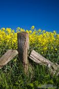 Travel photography:Fence detail with flowering rape plants in the background, Germany
