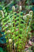 Travel photography:Uncurling fern in a forest near Kiel, Germany