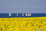 Travel photography:Rape field near Kiel with the Baltic sea in the background, Germany