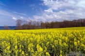 Travel photography:Rape field near Kiel with the Baltic sea in the background, Germany