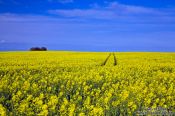 Travel photography:Rape field with tractor tracks, Germany