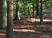 Travel photography:Deer in Kiel forest, Germany