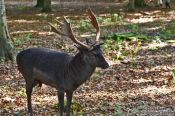 Travel photography:Black deer in Kiel Forest, Germany