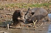 Travel photography:Wild boar fight, Germany