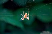 Travel photography:Spider in Plön, Germany