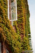 Travel photography:Ivy Facade, Germany