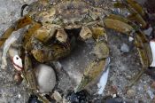 Travel photography:Crab on beach, Germany