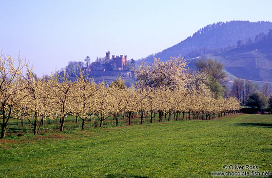 Flowering orchard with Schloss Ortenberg at the foot of the Black Forest