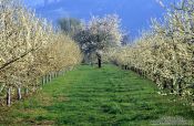Travel photography:Orchard near Ortenberg at the foot of the Black Forest, Germany