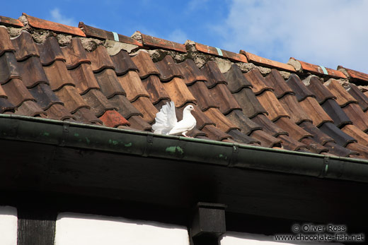 White pigeon on the Wartburg Castle