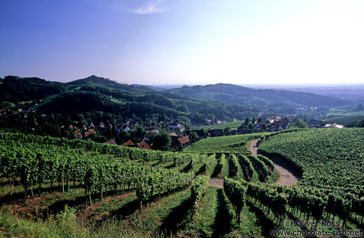 Vineyards above the village of Sasbachwalden in the Black Forest
