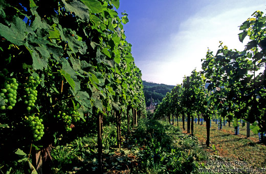 Vineyard in the Bühlertal near Sasbachwalden (Black Forest)