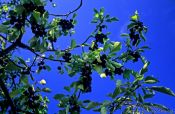 Travel photography:Black cherries on a tree in the Bühlertal, Germany