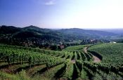Travel photography:Vineyards above the village of Sasbachwalden in the Black Forest, Germany