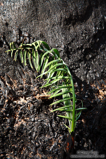 New growth after a fire on Preveli beach
