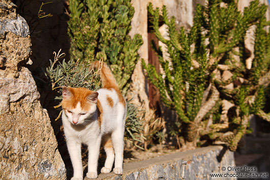 Cat at Preveli monastery