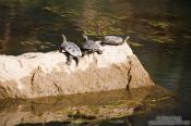 Travel photography:Turtles sunbathing on a rock near Preveli beach, Grece
