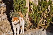 Travel photography:Cat at Preveli monastery, Grece
