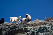 Travel photography:Sheep along the route to Zoniana, Grece