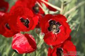 Travel photography:Poppies with spider near Parga, Greece