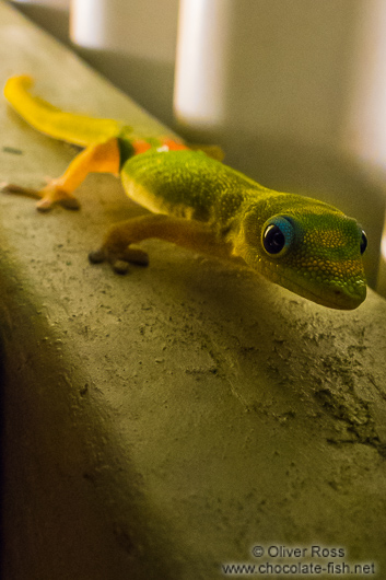 Hawaii gecko