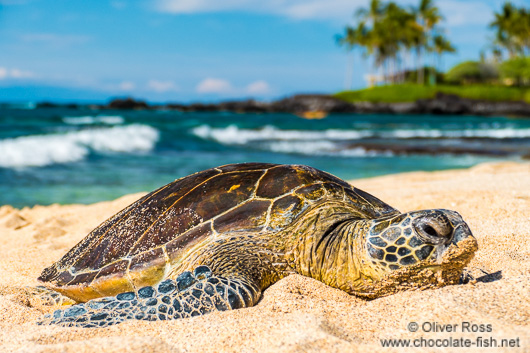 Sea turtle on a beach on Hawaii