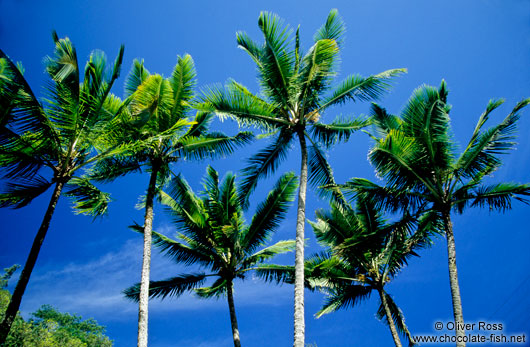 Coconut Palms against the sky