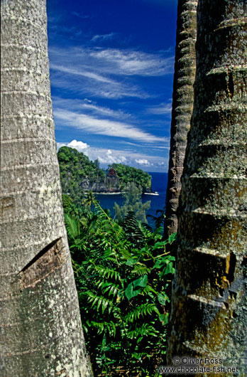 View of Hilo coast through coconut palms