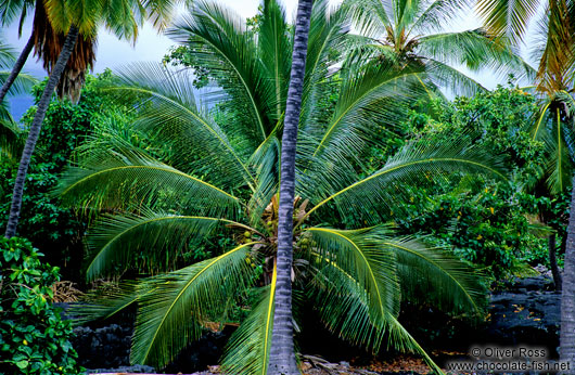 Coconut palm on Hawaii island