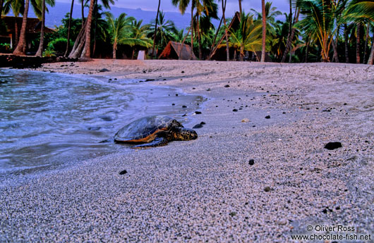 Sea turtle during sunset at Pu`uhonua o Honaunau, Ntl. Historical Park