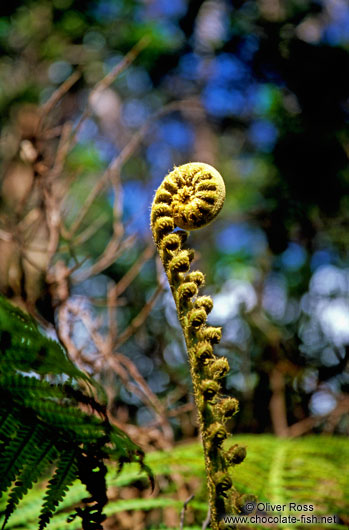 Uncurling fern