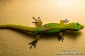 Travel photography:Hawaii gecko, USA