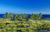 Travel photography:Windswept palm trees on Hawaii island, Hawaii USA