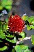 Travel photography:`Ohi`a lehua flower in Volcano Ntl Park, Hawaii USA